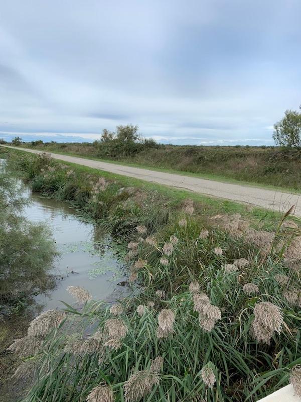 "La Pradeto" Gite Rural Camargue Arles Extérieur photo